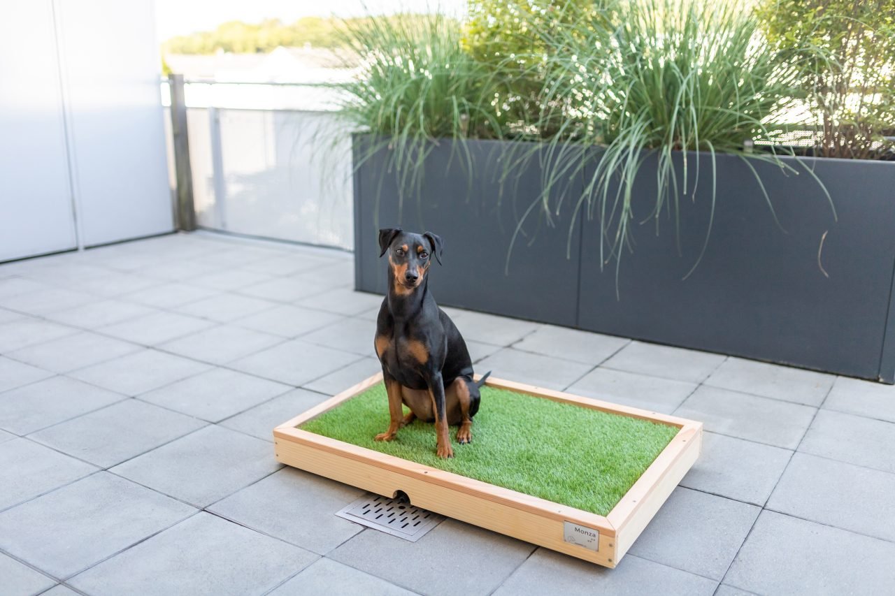 Hundetoilette Balkon Selber Bauen