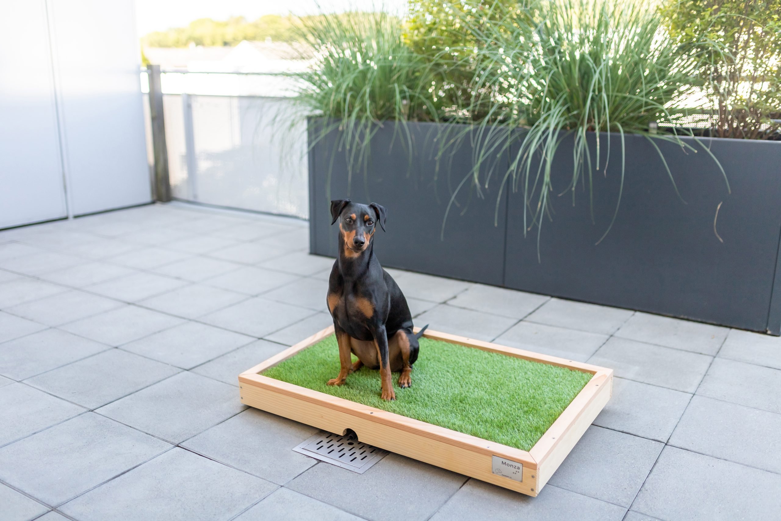 Unødvendig Giv rettigheder Meget rart godt Hundetoilette für den Balkon - HundeWC: Hochwertige und grosse  Hundetoiletten für den Balkon aus Holz mit Kunstrasen