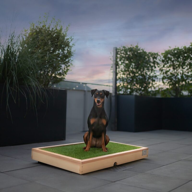HundeWC: Gross - Hochwertige Hundetoilette für den Balkon aus Holz mit Kunstrasen in 103x65cm