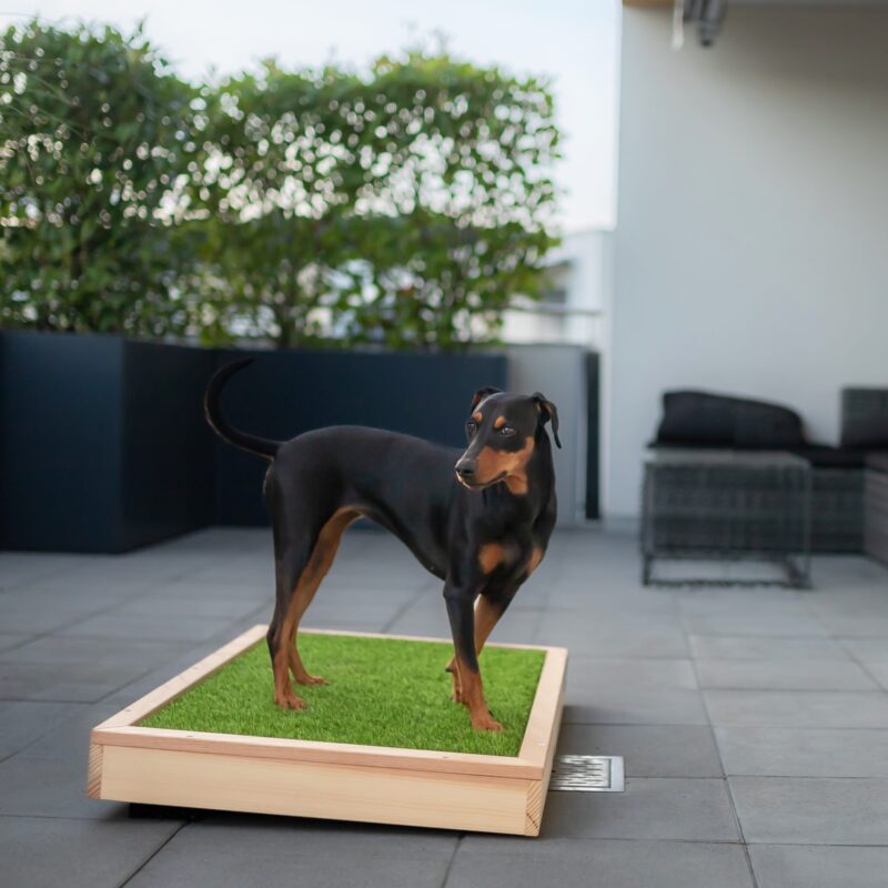 HundeWC: Gross - Hochwertige Hundetoilette für den Balkon aus Holz mit Kunstrasen in 103x65cm
