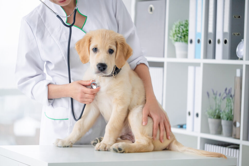 Hunde-Toilette für Tierarztpraxen: Die perfekte Lösung für Ihre Tierklinik - ein junger Golden Retriever