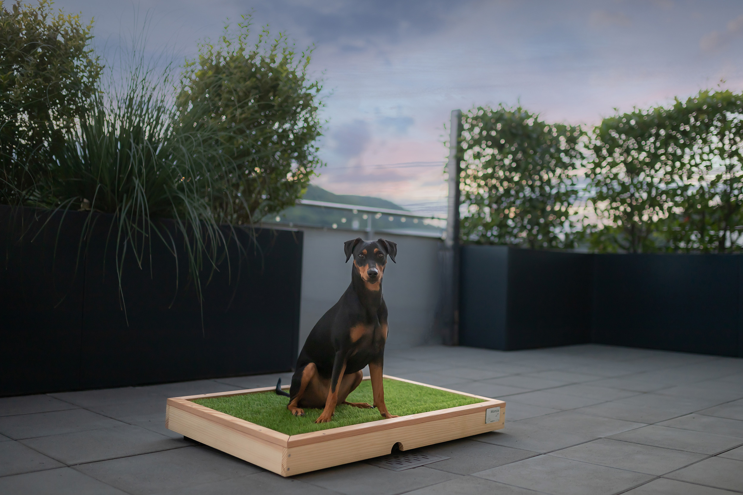 Hündin Monza sitzt entspannt auf einem HundeWC, also einer hochwertigen Hunde-Toilette aus Douglasienholz auf einem modernen Balkon bei Abenddämmerung.